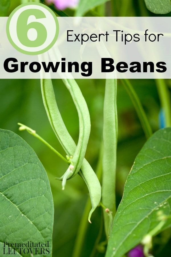 6 Expert Tips for Growing Beans- Beans are one of the easiest vegetables to grow. Use these expert tips to grow the best green beans in your garden!