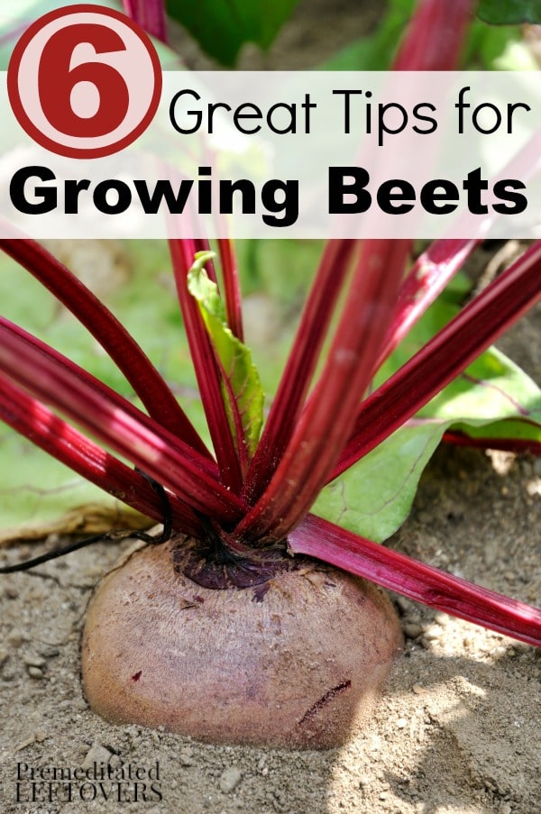 6 Great Tips for Growing Beets- Do you enjoy eating beets? You can grow big, healthy beets in your garden with these 6 important tips. 