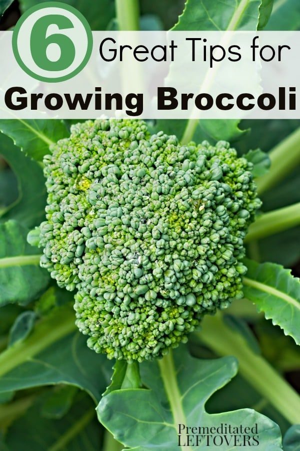 6 Great Tips for Growing Broccoli- Growing broccoli is rewarding and healthy. These gardening tips will help you grow your own thriving broccoli plants!