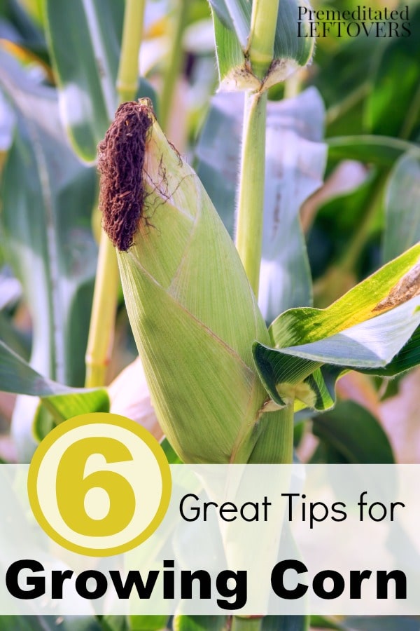 6 Great Tips for Growing Corn- Planning on growing corn this year? Here are 6 great tips for growing corn to ensure your harvest is great!
