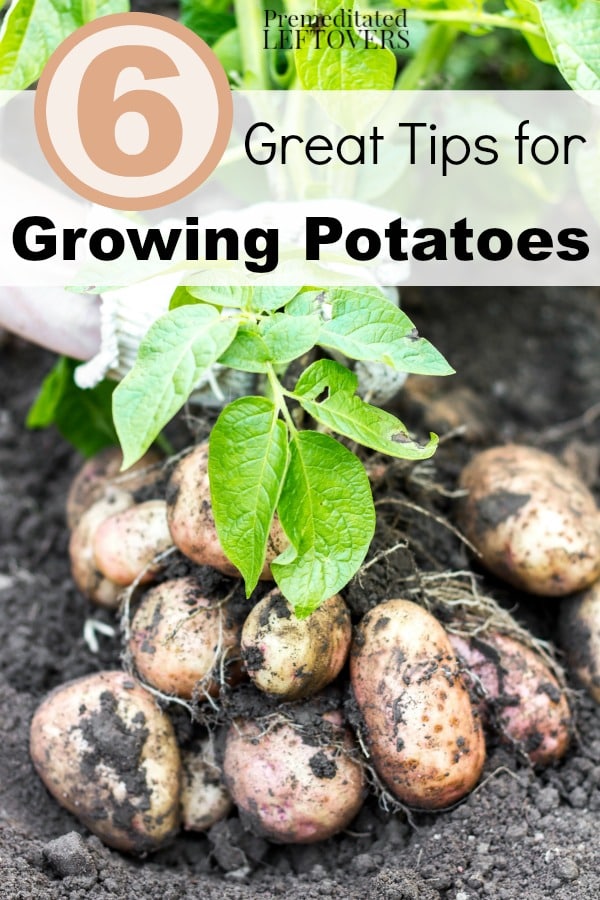 6 Great Tips for Growing Potatoes- Grow your own harvest of potatoes with these useful planting, watering, and pest control tips. 