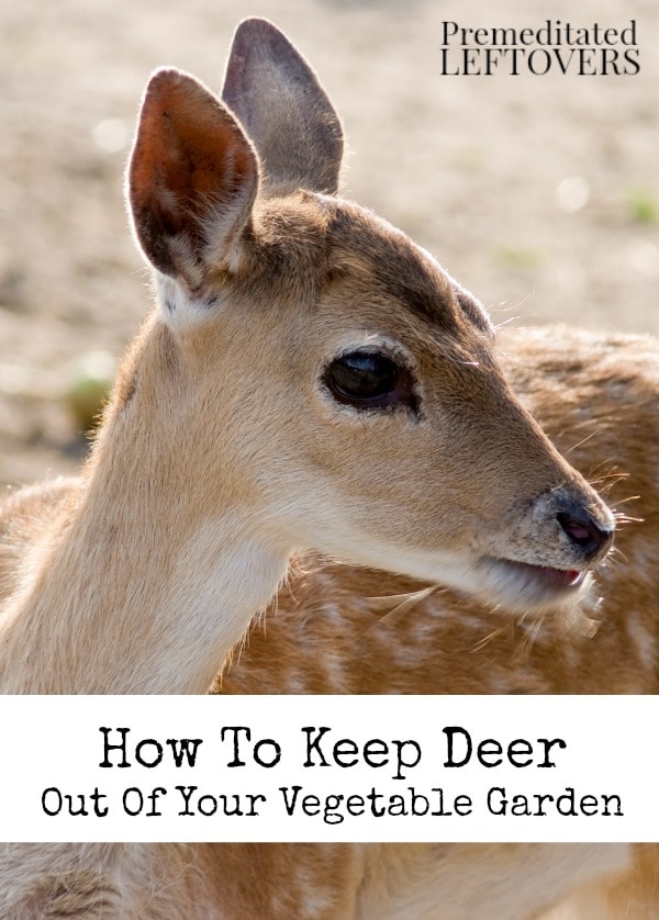 How to Keep Deer Out of Your Vegetable Garden- Deer can eat away at plants and wreak havoc on your vegetable garden. These helpful tips will keep them away.