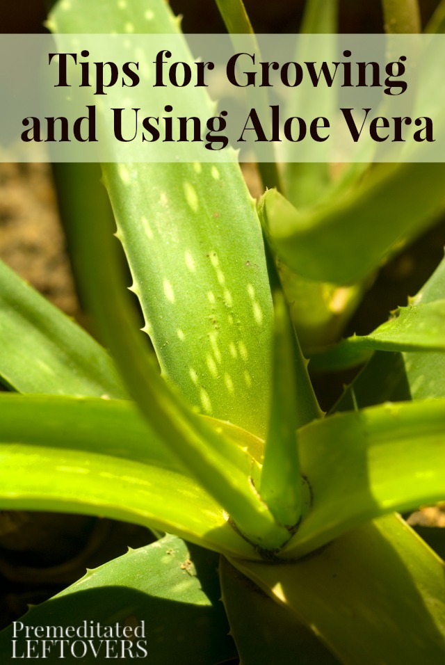 Tips for Growing and Using Aloe Vera- These tips will help you start growing aloe vera and make use of its health benefits in your home.