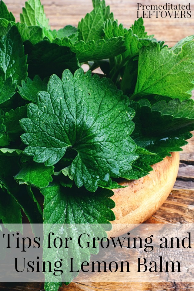 Tips for Growing and Using Lemon Balm - Here are some tips on growing lemon balm in your garden and how to use it in cooking and home remedies.