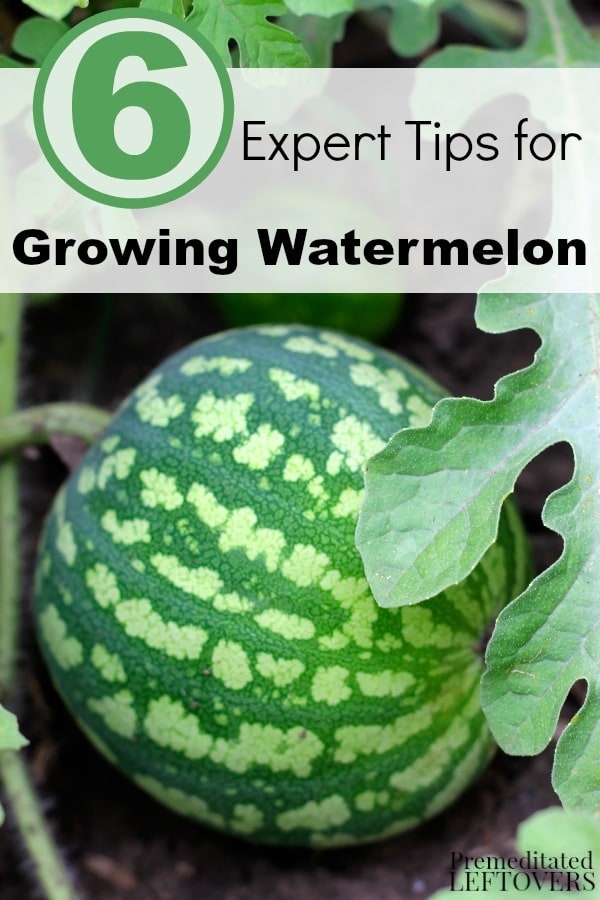6 Expert Tips for Growing Watermelon- Growing watermelon can be a challenge. You will find it much easier with these helpful gardening tips. 