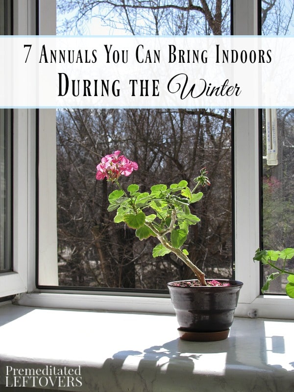 7 Annuals You Can Bring Indoors During the Winter- These annuals can thrive indoors in the winter months. Don't toss them once the colder temperatures hit!