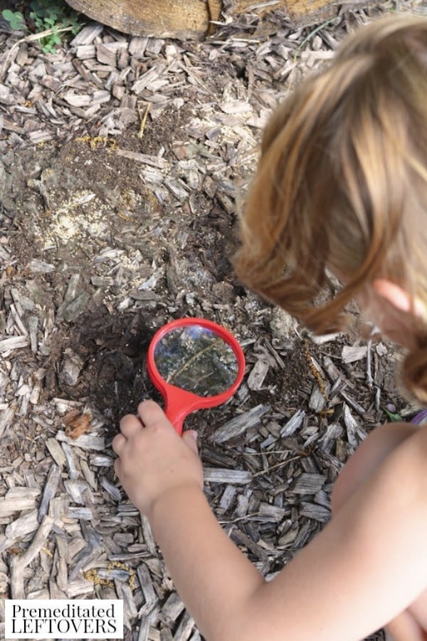 Exploring Under Logs Nature Activity- using magnifying glass
