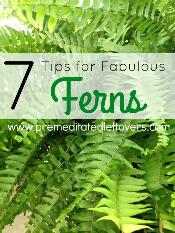 Tips for Growing Fabulous Ferns- Ferns can be a tad finicky. Once you know these key tips and tricks you can grow the most gorgeous ferns on the block!