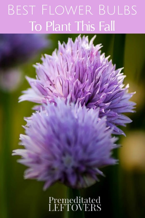 Flower Bulbs: Find out the Best Fall Flower Bulbs To Plant This Fall! We have some of the best choices for a gorgeous flower garden next Spring.