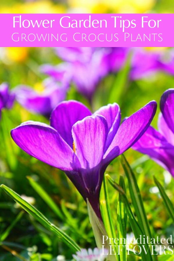 Crocuses are some of the first flowers to bloom each spring. Use these Tips For Growing Crocus Plants to bring a beautiful pop of color to your garden. 