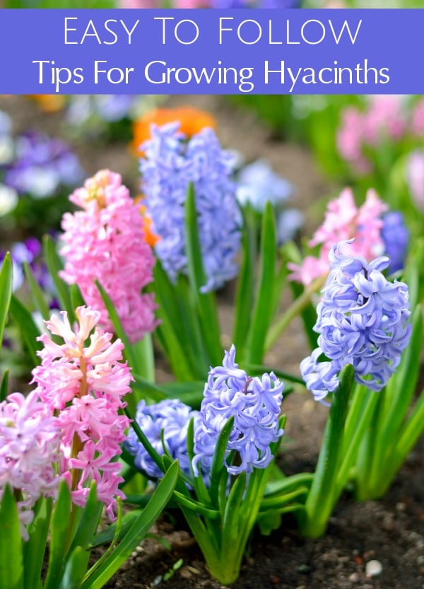 Are you planting hyacinth bulbs this fall? Use these Tips for Growing Hyacinths to grow beautiful, thriving hyacinth flowers around your home and garden.