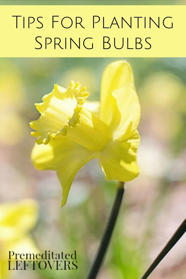 These Tips for Planting Spring Bulbs include when and where to plant your flower bulbs for optimal growth. Come spring, your garden will look spectacular!