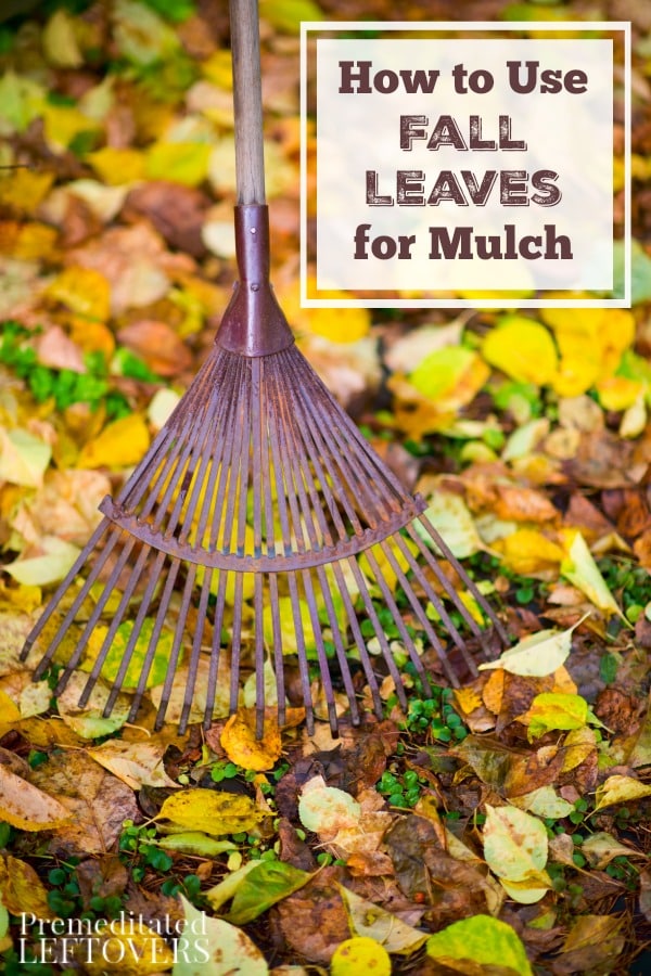 Learn How to Use Fall Leaves for Mulch with these gardening tips. Leaves can protect plants from the cold and provide a frugal way to landscape your yard. 
