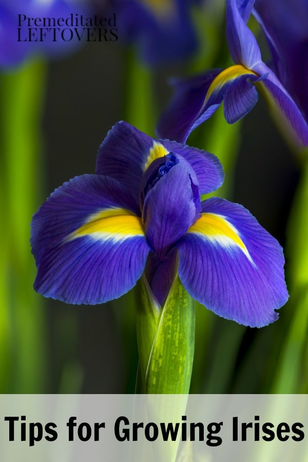 Irises are a popular flower to grow in flower gardens. These Tips for Growing Irises will show you how to plant, grow, and maintain this beautiful flower.