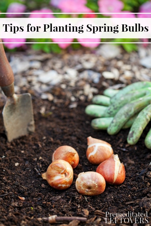 These Tips for Planting Spring-Blooming Bulbs include when and where to plant your flower bulbs for optimal growth. Come spring, your garden will look spectacular!