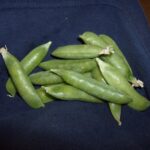 Fresh Harvested Green Peas