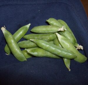 Fresh Harvested Green Peas