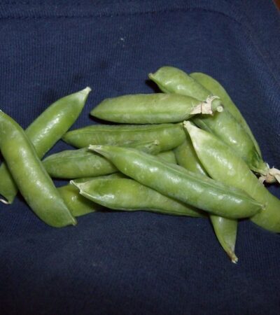 Fresh Harvested Green Peas