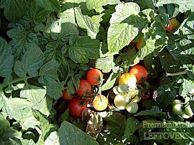 Tomatoes Ripening on the Vine