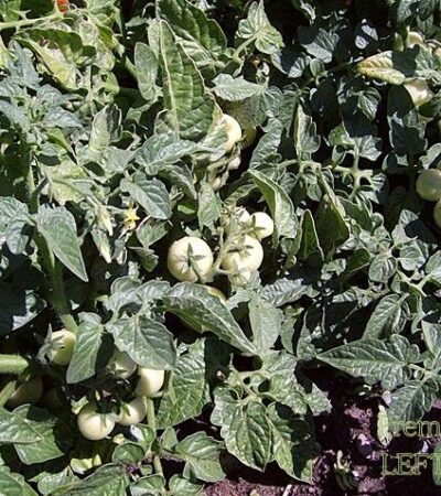 Green tomatoes on the vine.