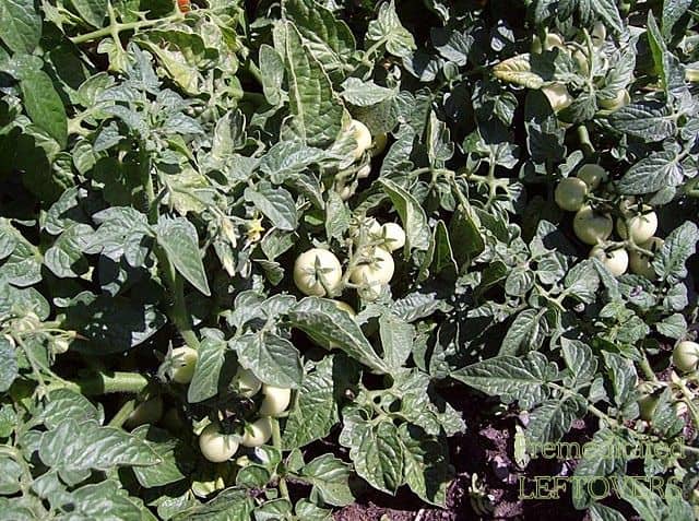 Green tomatoes on the vine.