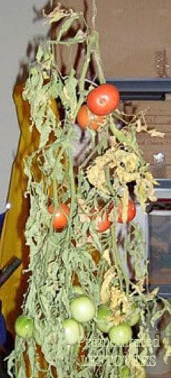 Tomatoes harvested on the vine.