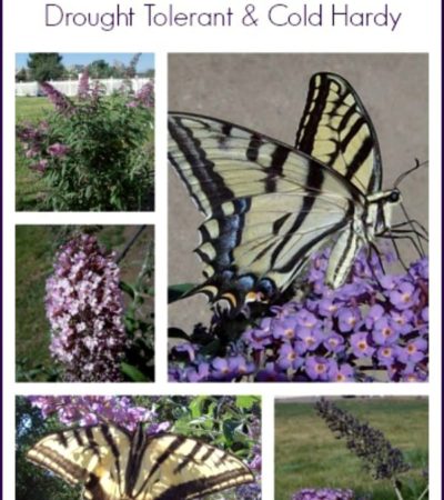 How to Grow Butterfly Bushes - Use these tips for growing and caring for your Butterfly Bush. It is an easy keeper and requires little water and can survive both hot summers and cold winters.