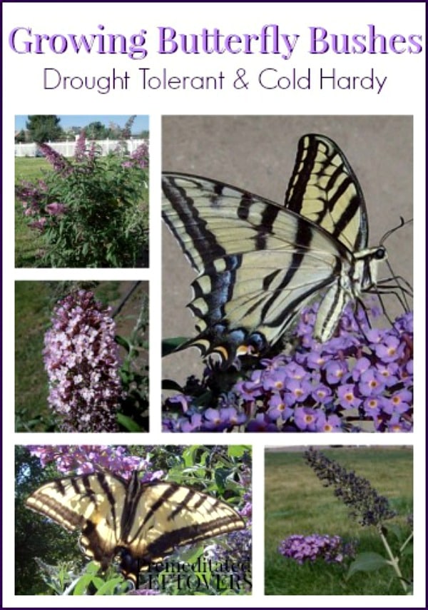 How to Grow Butterfly Bushes - Use these tips for growing and caring for your Butterfly Bush. It is an easy keeper and requires little water and can survive both hot summers and cold winters.