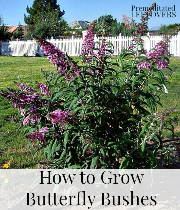 Tips for Growing Butterfly Bushes