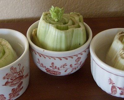 How to regrow celery from the stalk
