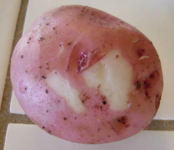 New potatoes have fragile skin when they are first harvested.