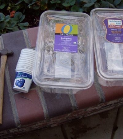 repurposing salad and yogurt containers to make a mini-greenhouse