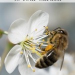 Want more bees in your garden? Here are Tips for Attracting Bees to Your Garden including planting early blooming bee-friendly plants near your garden.