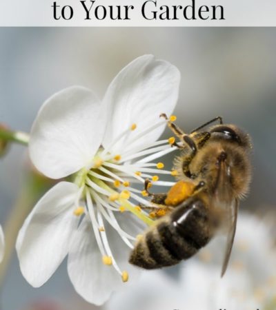 Want more bees in your garden? Here are Tips for Attracting Bees to Your Garden including planting early blooming bee-friendly plants near your garden.