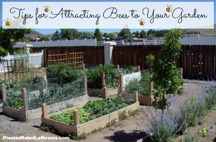 How to Attract bees to your garden