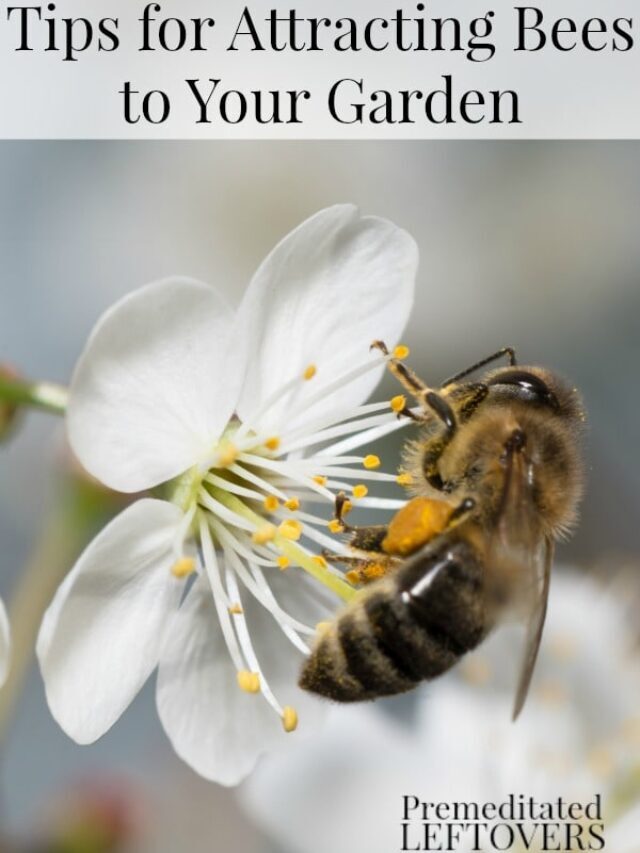 Tips for Attracting Helpful Bees to Your Garden Story