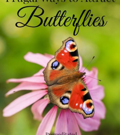6 Frugal Ways to Attract Butterflies to Your Yard including how to attract butterflies to your garden and attracting butterflies without spending a lot.