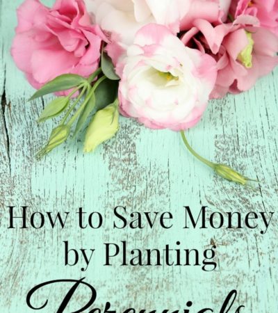 How to Save Money by Planting Perennials including tips on growing perennials, how to choose perennials and how to make perennials grow thick.