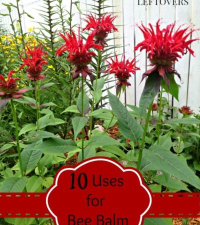 Check out these 10 ways to use Bee Balm in recipes and for medicinal purposes. Includes a Bee Balm Bread recipe and more bee balm uses and bee balm recipes.