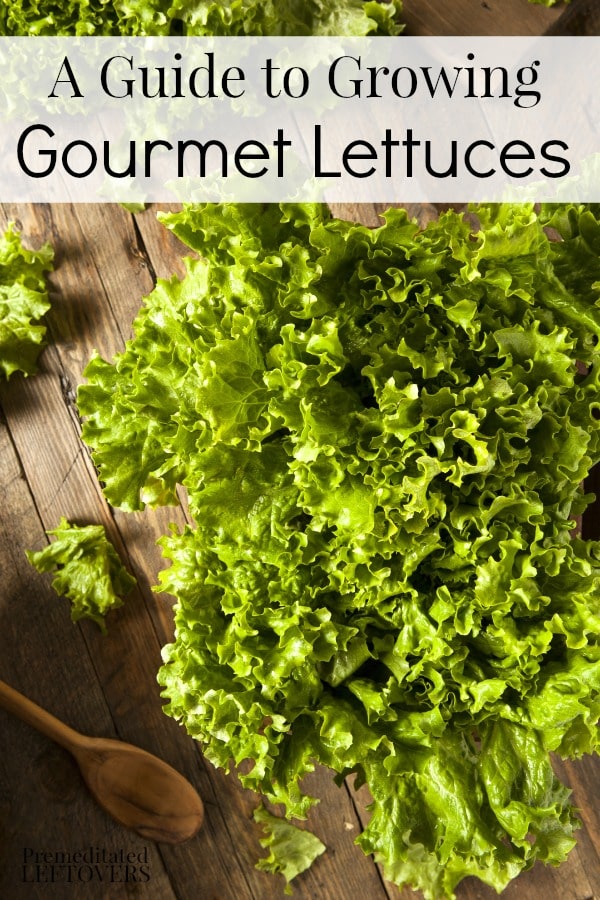 A Guide to Growing Gourmet Lettuces: How to grow popular types of gourmet lettuces from seeds, how to fertilize lettuce plants, and when to harvest lettuce.