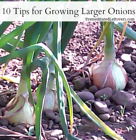 10 Tips to Growing Larger Onions in the Fall