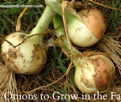 5 Onions Varieties to Grow in the Fall - It is easy to grow onions in the fall. Here are 5 varieties of onions to add to your fall garden.