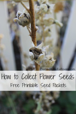 How to collect flower seeds plus a free printable flower seed packet
