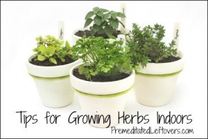 Tips for Growing an Indoor Herb Garden - Premeditated Leftovers™