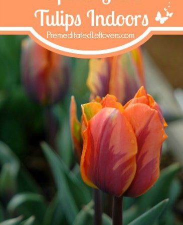 How to Grow Tulips Indoors- These useful tips will show you how to winterize tulip bulbs, plant them indoors, and care for the flowers once they grow.