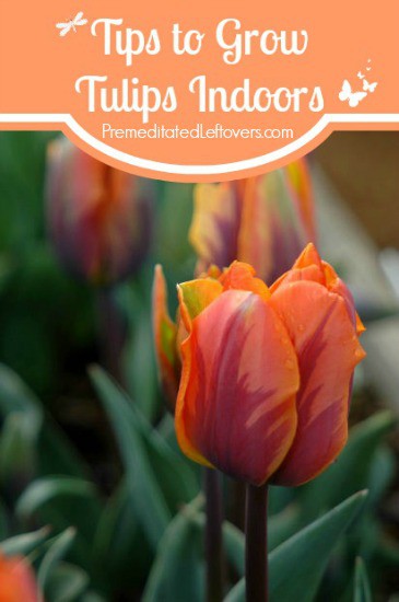 How to Grow Tulips Indoors- These useful tips will show you how to winterize tulip bulbs, plant them indoors, and care for the flowers once they grow. 