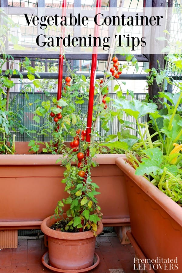 tomatoes growing in containers