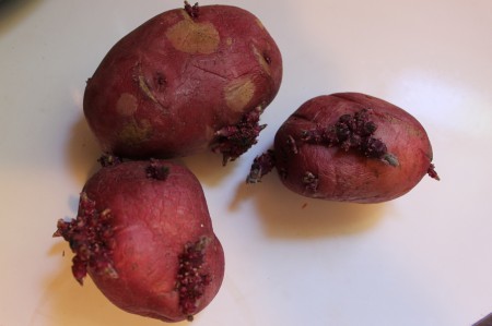 How to regrow potatoes
