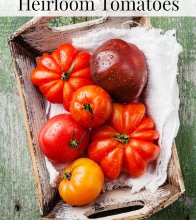 Tips for Growing Heirloom Tomatoes - What makes a tomato an heirloom? What care do heirloom tomato plants require? How to harvest heirloom tomatoes