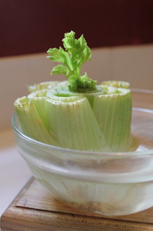 How to regrow celery